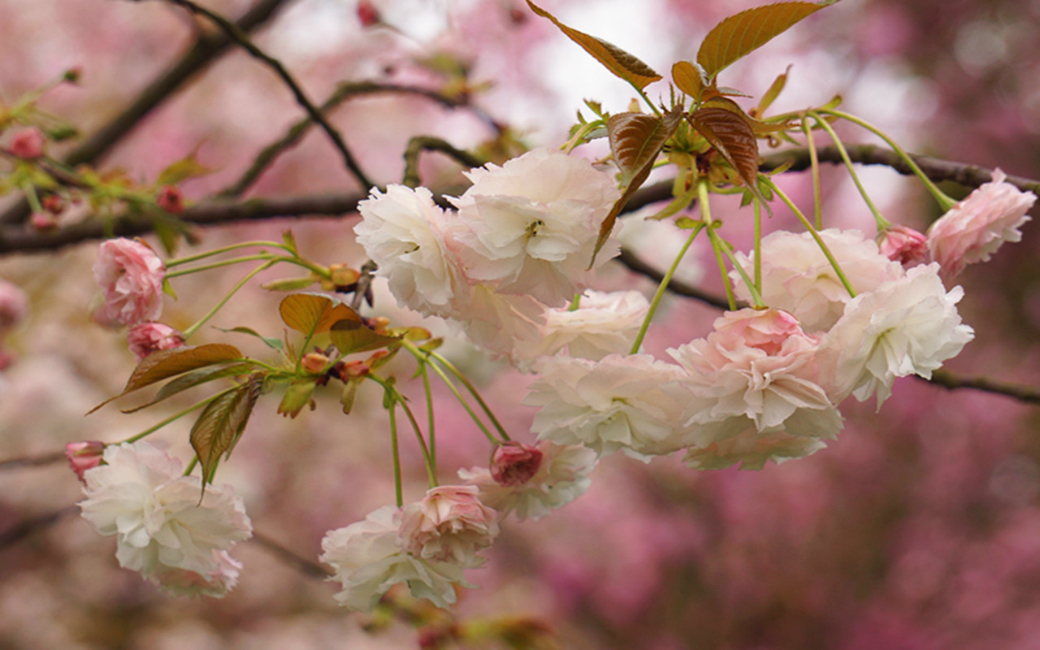 Сакура жизни. Сколько живет Сакура дерево. Sakura Hell.