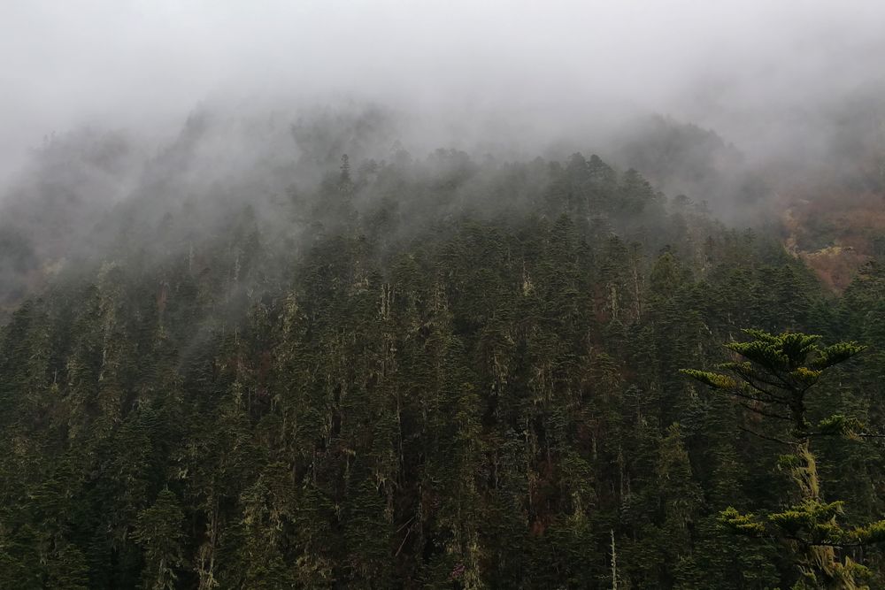 Умеренный дождь. Туманный лес. Лес в тумане. Сосновый лес в тумане.