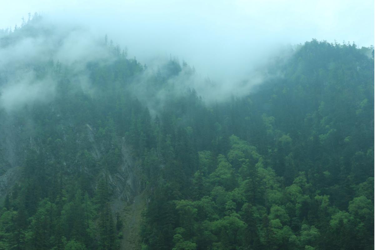 Rain travel. Румыния Трансильвания мистический лес.