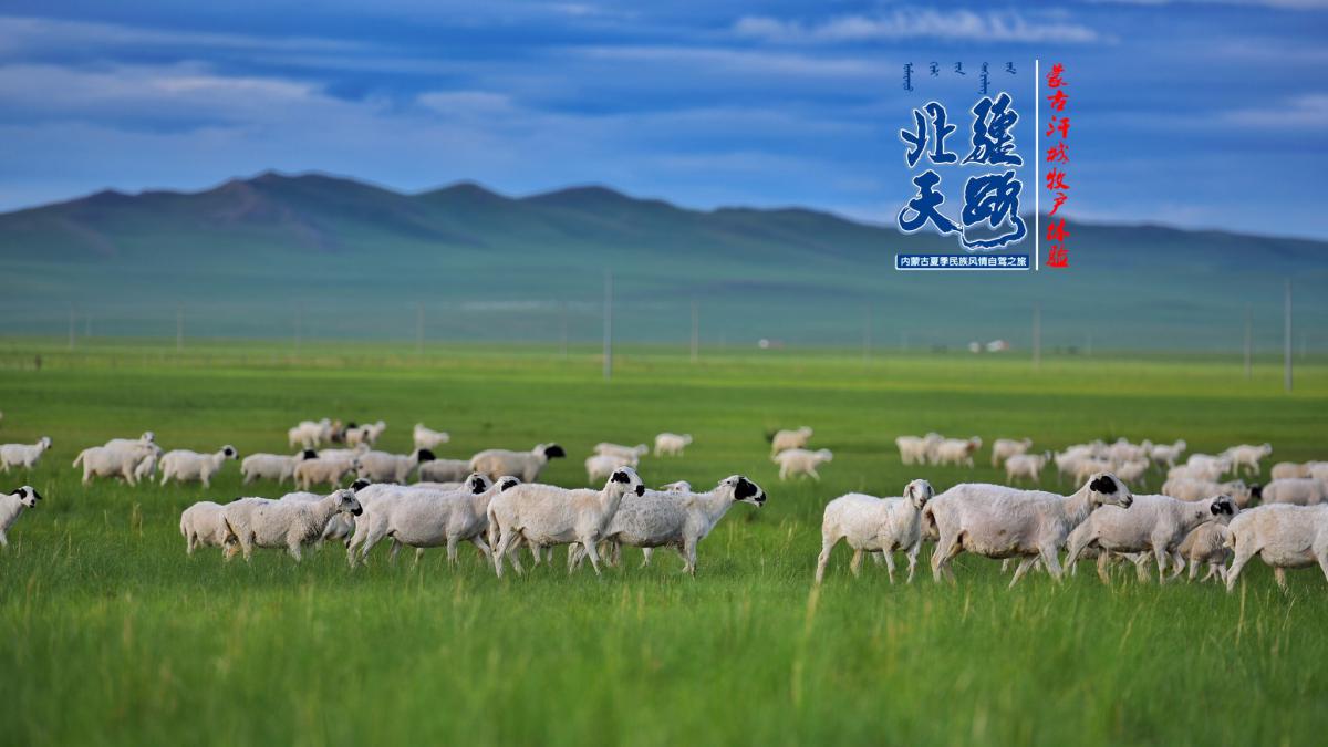 Сев тин. Внутренняя Монголия. Внутренняя Монголия природа. Автономный район внутренняя Монголия. Овцы в Монголии.